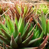 Haworthia fasciata f. browniana